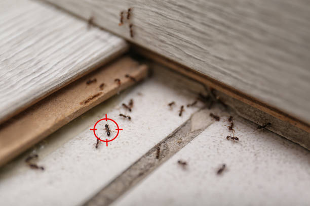 Best Insect Control  in Hudson Bend, TX