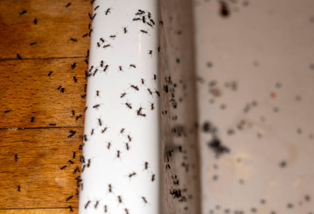 Pest Control Cost in Hudson Bend, TX