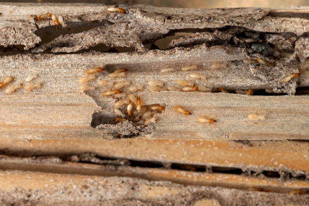 Best Mosquito Control Services  in Hudson Bend, TX
